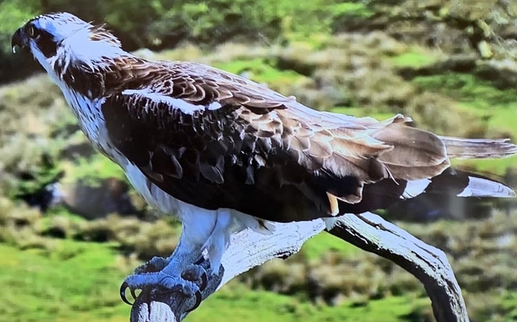 Llanfair art group trip to the Glaslyn Osprey Centre was enjoyed by all