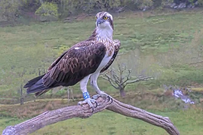 Blue 498 born in 2022 has returned to Glaslyn, but will they stay there? Photo: Glaslyn