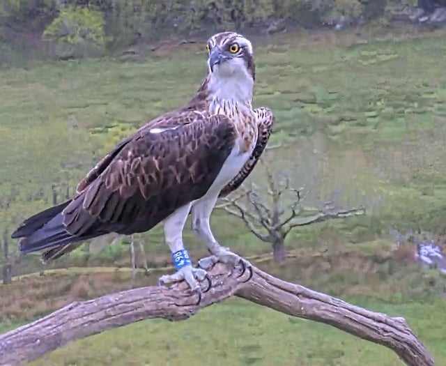Glaslyn osprey born in 2022 returns to nest, but how long for?