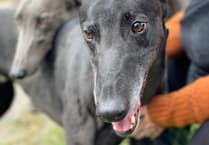 Meet the dogs from Hector's Greyhound Rescue in Aberystwyth this Saturday