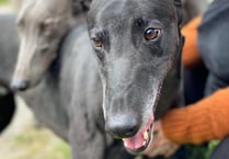Hector's Greyhound Rescue will be in Aberystwyth this Saturday