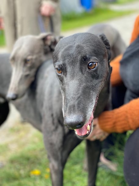 The dogs of Hector's Greyhound Rescue will be at Aberystwyth Bandstand this Saturday