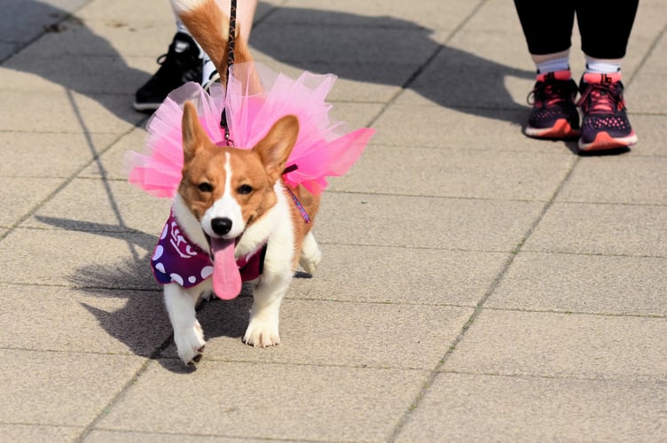The Race For Life, Aberystwyth: Photo by Beverley Hemmings