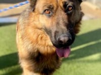 Mistreated dogs taken have been rehomed