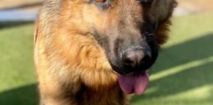 Mistreated dogs taken have been rehomed