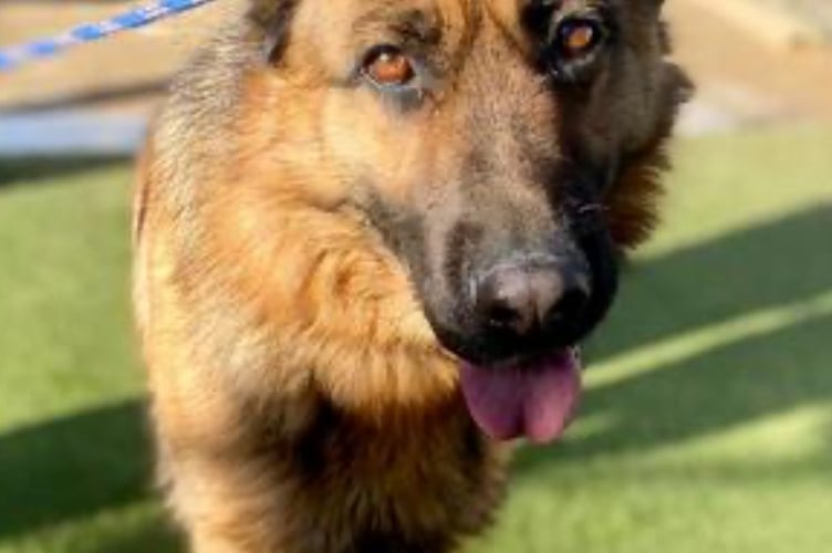 Rosie, who was injured while in the care of Evan Bevan - has been rehomed