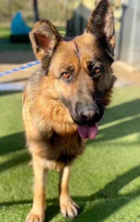 Rosie, who was injured while in the care of Evan Bevan - has been rehomed