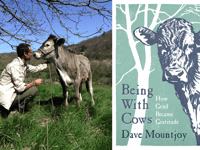 Herd of healing cows helped man cope with grief