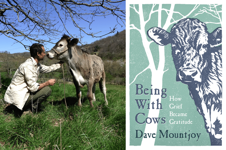 Dave Mountjoy's cows helped him to cope with grief and have led to the publication of a book about the experience