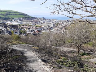Penglais nature reserve fire leads to new pathway
