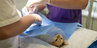 Vet bills soaring 'due to corporate greed'