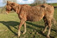 Suspended prison sentence for neglecting horses