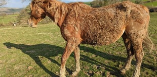 Suspended prison sentence for neglecting horses