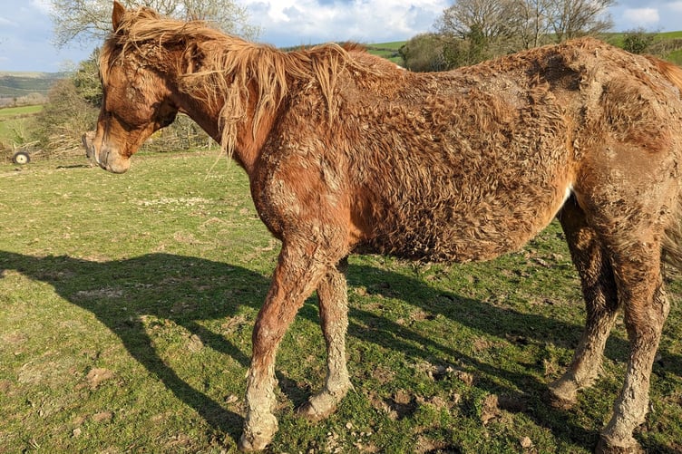 Horse neglect