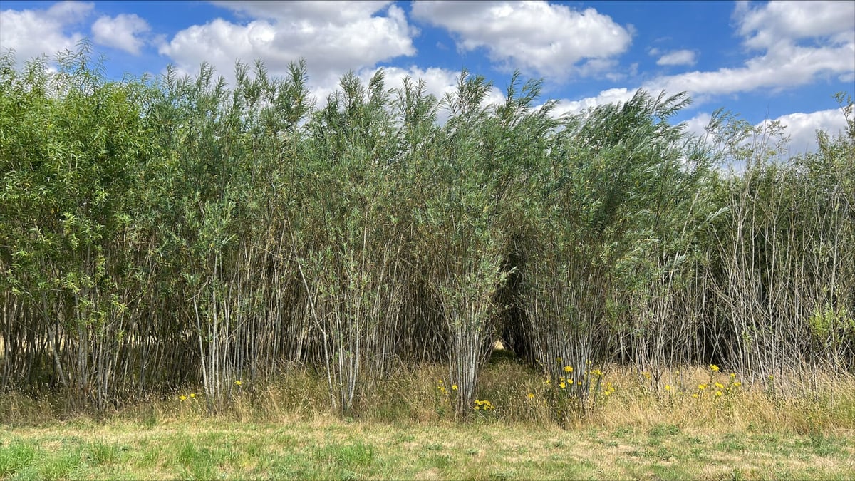 Could eucalyptus boost Welsh farm income?