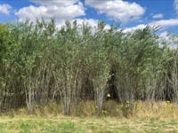 Could eucalyptus boost Welsh farm income?