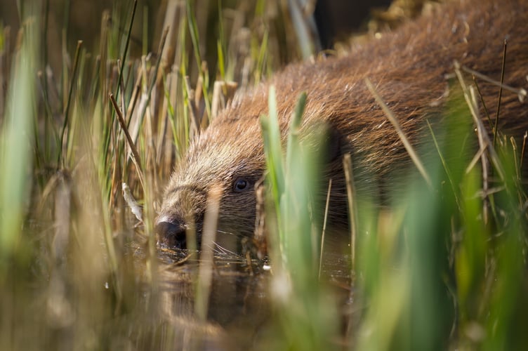 Bedw the beaver was put down after being found with 'substantial injuries'