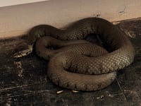 Snakes shut vaccination centre