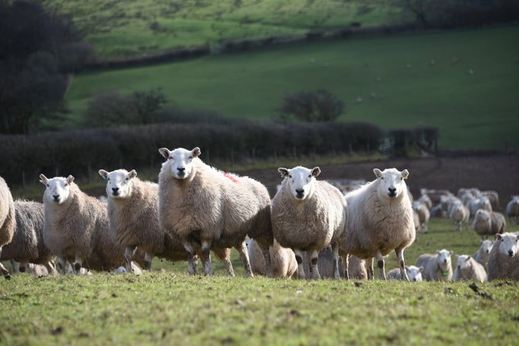 Garry Williams, Blaencennen, Gwynfe, Llangadog. Improved Welsh Mountain Sheep