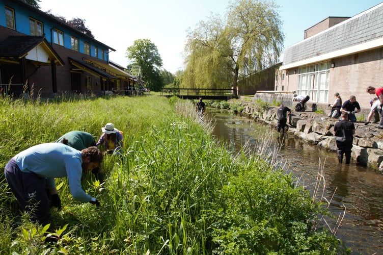Volunteers removing Himalayan balsam on the Lampeter Dulas