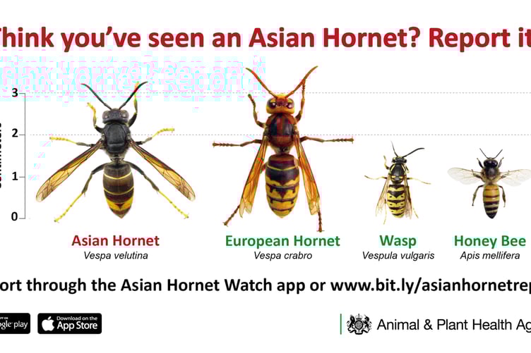 If you spot an Asan Hornet report it to Asian Hornet Watch because it kills honey bees.  The European Hornet is not a threat to bees.