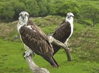 Two reasons to celebrate - Osprey centre marks nest's 20 anniversary