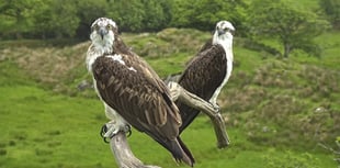 Two reasons to celebrate - Osprey centre marks nest's 20 anniversary