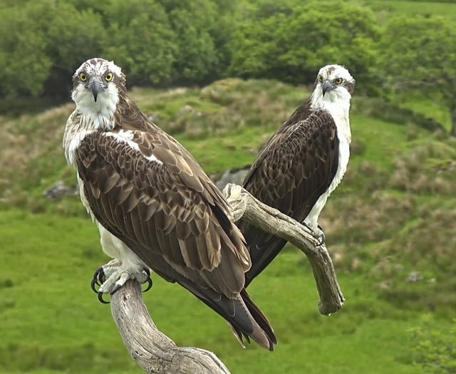 Two reasons to celebrate - Osprey centre marks nest's 20 anniversary