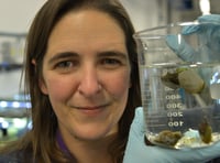 Antibiotics make snails forgetful