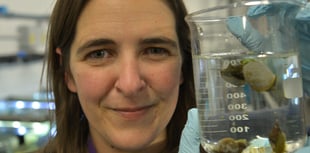 Antibiotics make snails forgetful