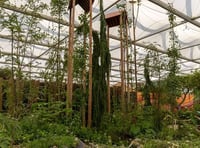 Cartref newydd i ardd sydd wedi ennill gwobr aur yn Chelsea