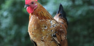 Fine for failing to stop cockerel noise and goats escaping