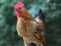 Fine for failing to stop cockerel noise and goats escaping