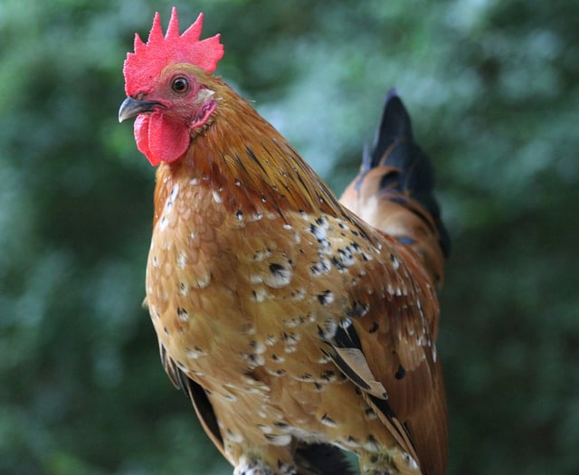 Fine for failing to stop cockerel noise and goats escaping