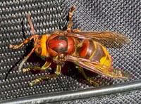 Hornet warning as weather warms