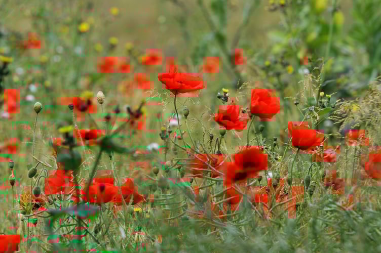 Poppies. Remembrance .  There's some corner of a foreign field, that is for ever England. 