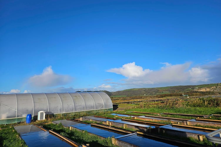 Polytunnel and outdoor ponds at Laugharn seagrass nursery