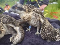 Tracking rings placed on Hafren osprey chicks 