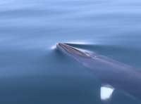 Minke whale spotted in Cardigan Bay