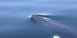 Minke whale spotted in Cardigan Bay