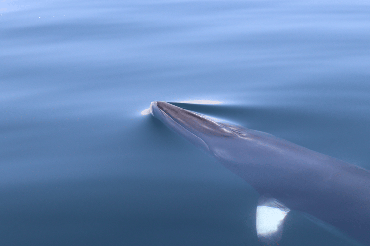 Minke whale