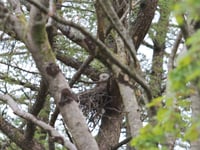 Mast development scares away nesting red kites claim angry residents