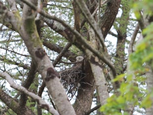 Mast development scares away nesting red kites claim angry residents