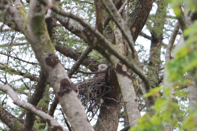 A kite nesting in a tree directly next to the mast construction site, taken on 1 May