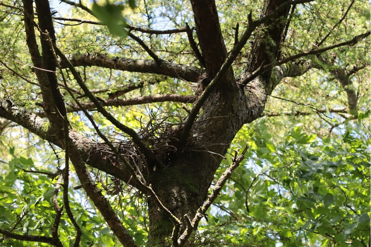 The same nest captured on 15 June, collapsed and uninhabited