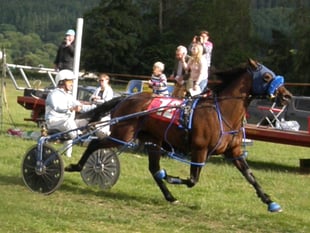 Juicy Wiggle takes open final win at Presteigne