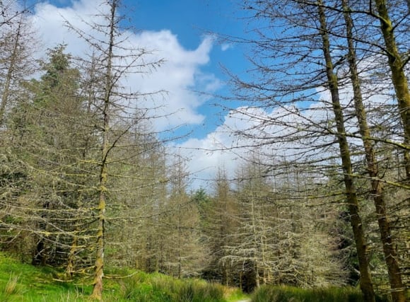 Diseased larch trees to be felled at forest