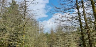 Diseased larch trees to be felled at forest