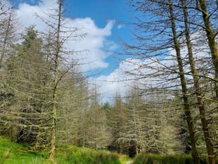 Diseased larch trees to be felled at forest