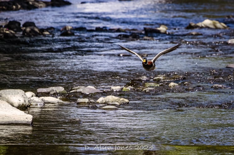 Mallard